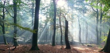 Sun shining through a Fall forest